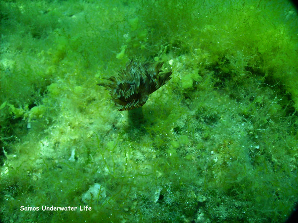 samos underwater life