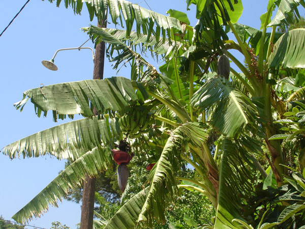 samos island banana trees
