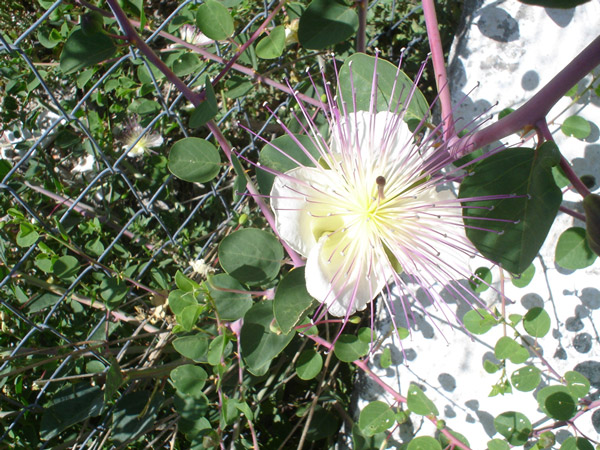 samos greece flowers