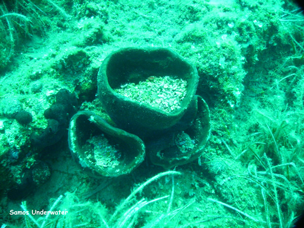 samos under water view