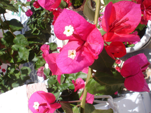 samos greece flowers